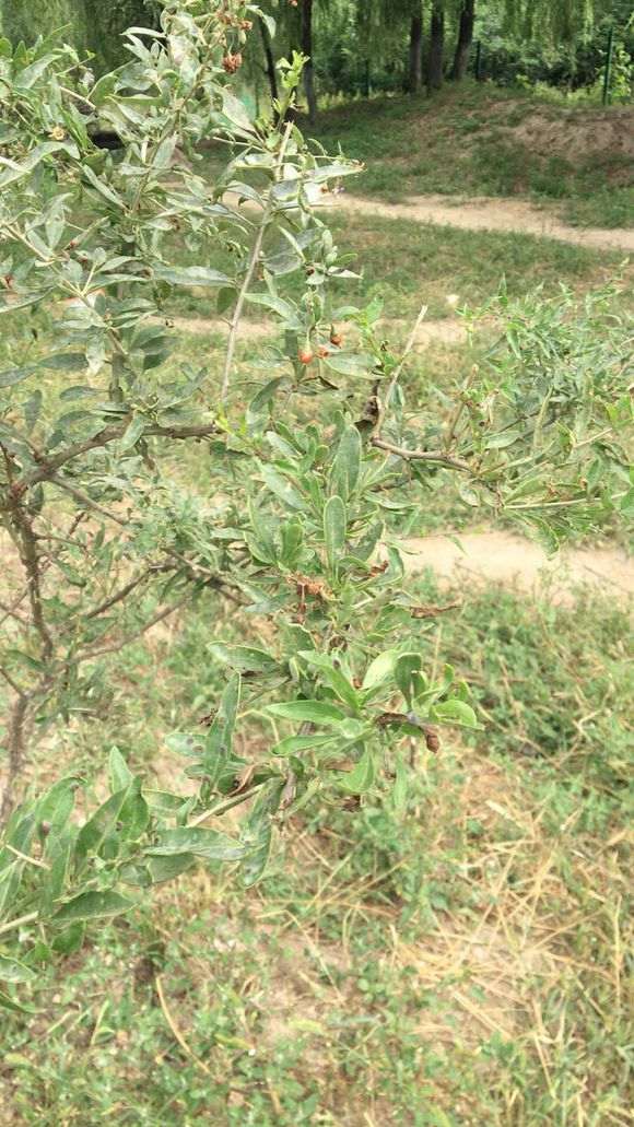 枸杞下山桩吗什么时候挖最好 图片