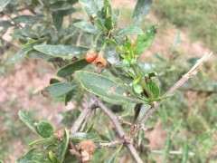 枸杞下山桩吗什么时候挖最好 图片