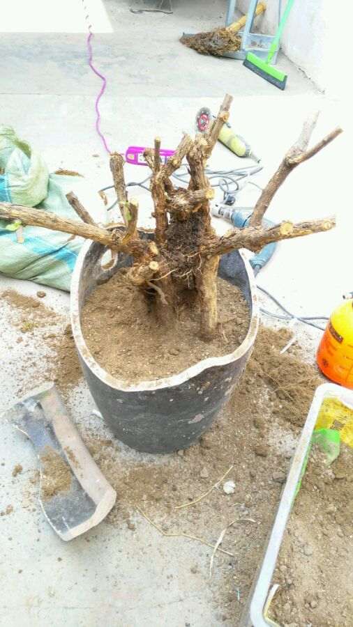 图解 怎么用破水缸种植枸杞下山桩的方法