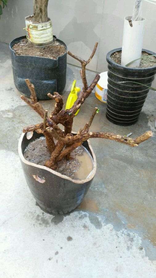 图解 怎么用破水缸种植枸杞下山桩的方法