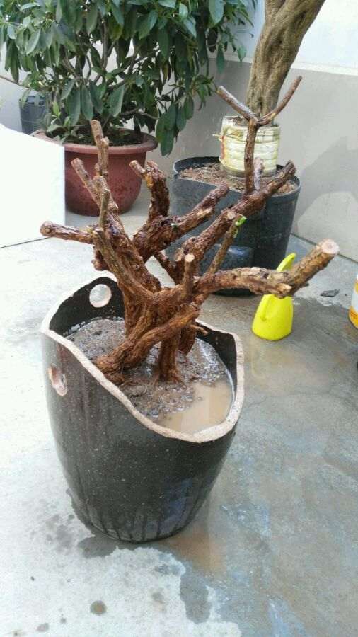 图解 怎么用破水缸种植枸杞下山桩的方法