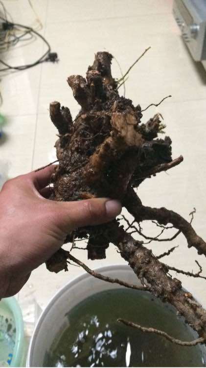 枸杞下山桩用的什么土种最好 图片