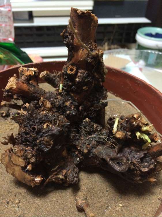 枸杞下山桩用的什么土种最好 图片