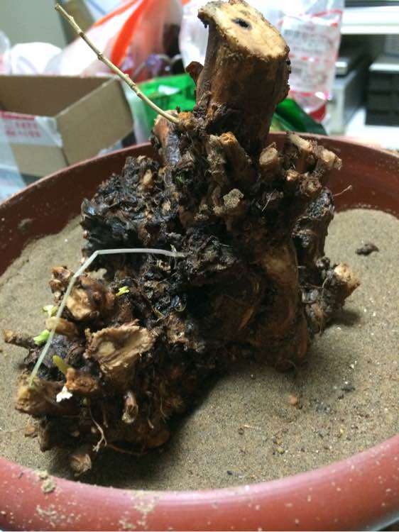 枸杞下山桩用的什么土种最好 图片