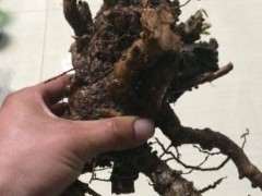 枸杞下山桩用的什么土种最好 图片