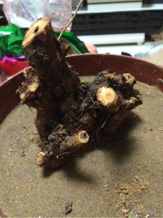 我的枸杞下山桩得了白粉病怎么办 图片