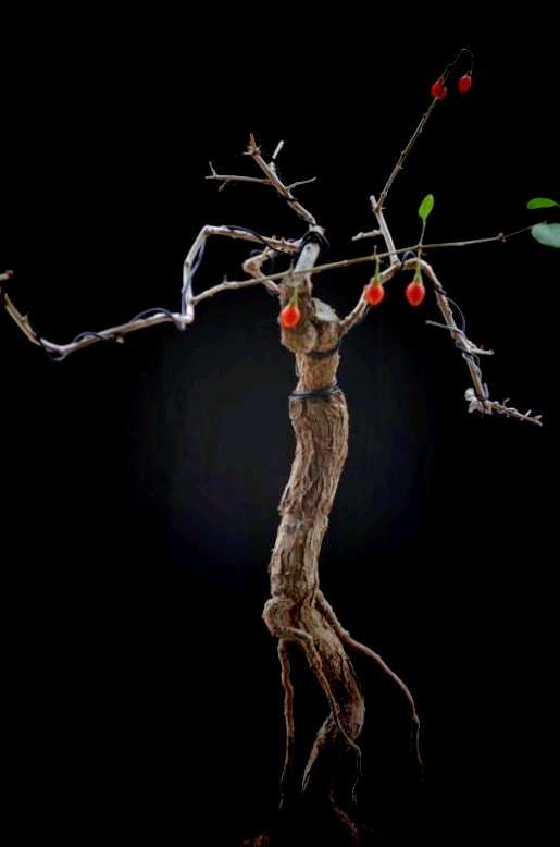 现在枸杞下山桩才开始休眠呀 图片