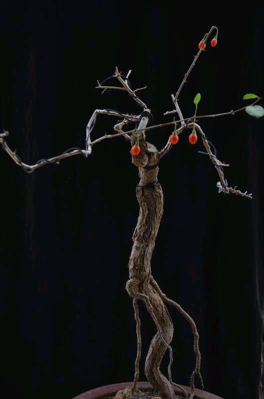 现在枸杞下山桩才开始休眠呀 图片