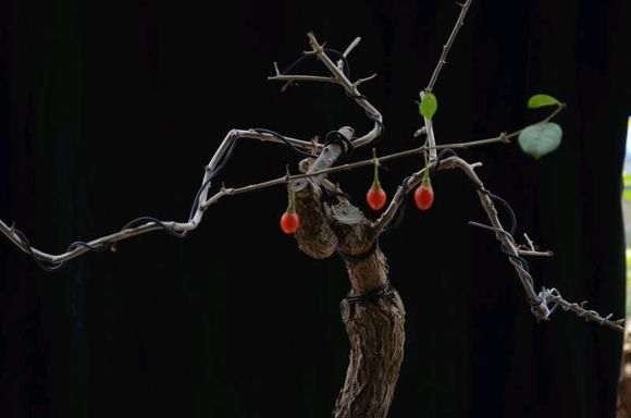 现在枸杞下山桩才开始休眠呀 图片