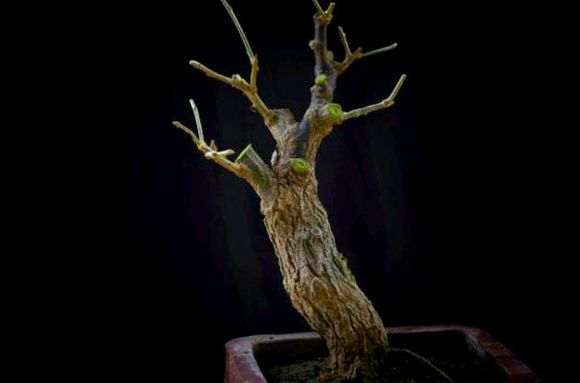 现在枸杞下山桩才开始休眠呀 图片