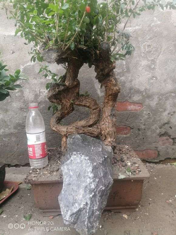 五月份挖的一棵枸杞下山桩 大家欣赏下