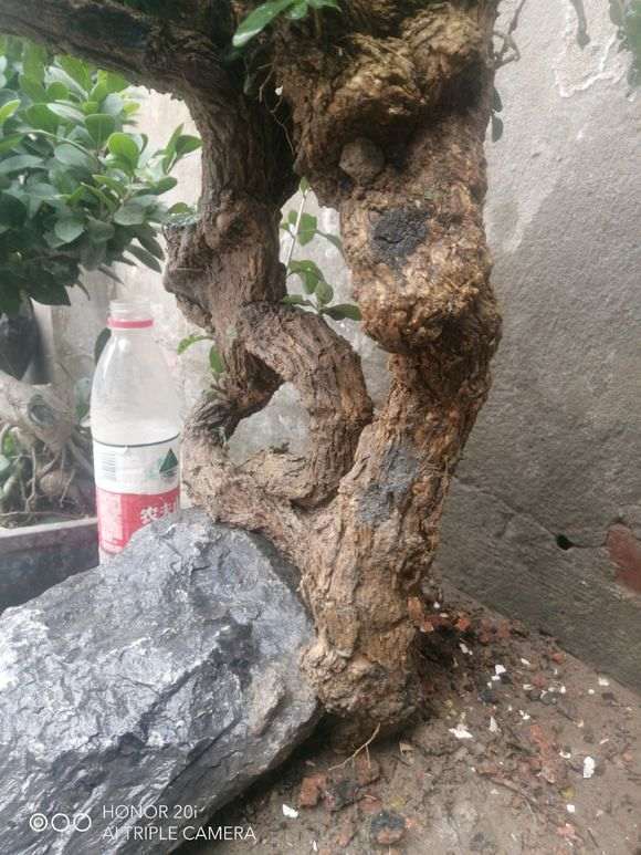 五月份挖的一棵枸杞下山桩 大家欣赏下