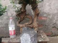 五月份挖的一棵枸杞下山桩 大家欣赏下