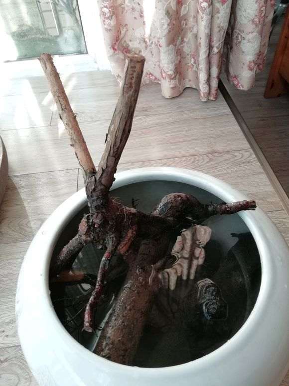 水培枸杞下山桩 一周来芽 怎么样 图片