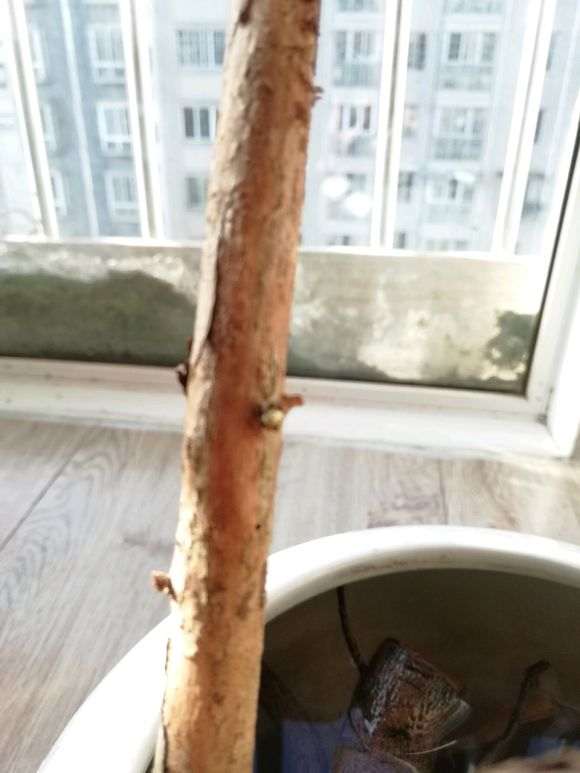 水培枸杞下山桩 一周来芽 怎么样 图片