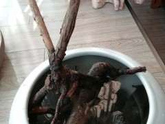 水培枸杞下山桩 一周来芽 可以吗 图片