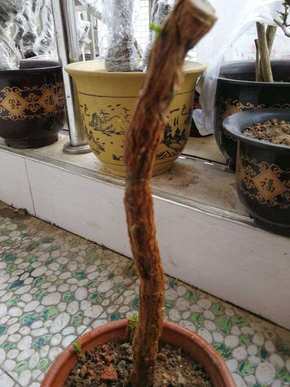 枸杞下山桩发芽了 大家看看 怎么样 图片