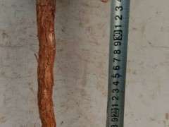 枸杞下山桩发芽了 大家看看 可以吗 图片