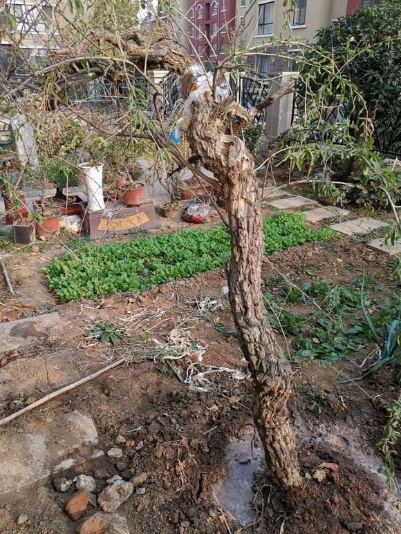 为什么看叶子 不是宁夏枸杞下山桩 图片