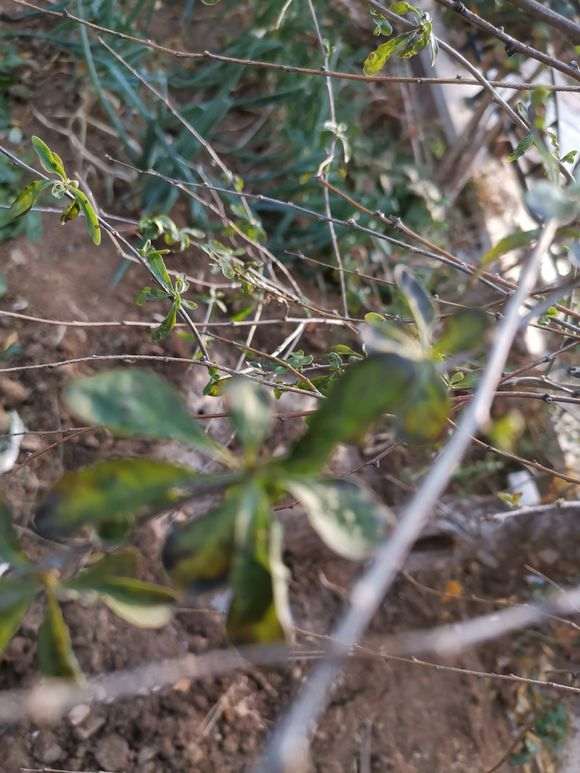 为什么看叶子 不是宁夏枸杞下山桩 图片