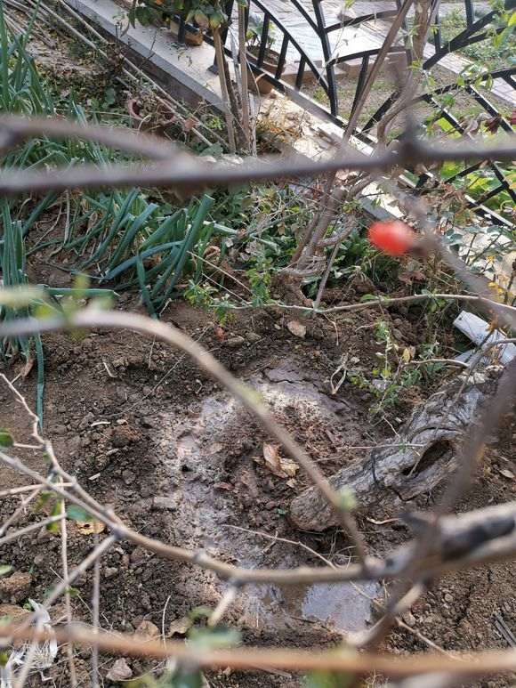 为什么看叶子 不是宁夏枸杞下山桩 图片