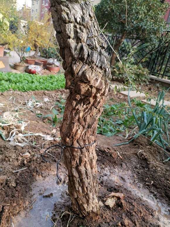 为什么看叶子 不是宁夏枸杞下山桩 图片