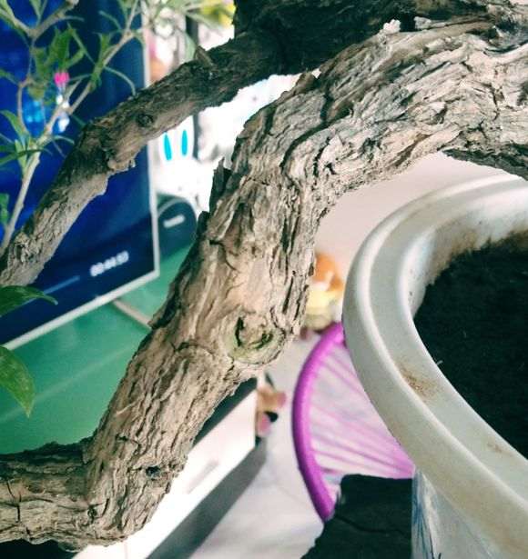 一棵临水枸杞下山桩怎么修剪的方法 图片