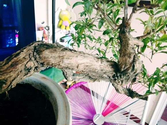 一棵临水枸杞下山桩怎么修剪的方法 图片