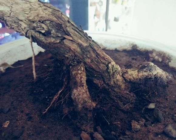 一棵临水枸杞下山桩怎么修剪的方法 图片