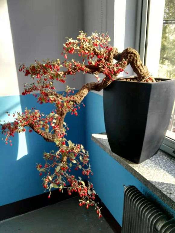这棵悬崖枸杞下山桩是倒栽吗 图片