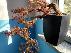 这棵悬崖枸杞下山桩是倒栽吗 图片