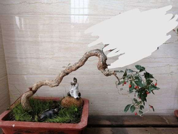 今年有些枸杞下山桩很凌乱 图片