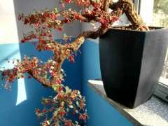 为什么枸杞下山桩的叶子上老长疙瘩