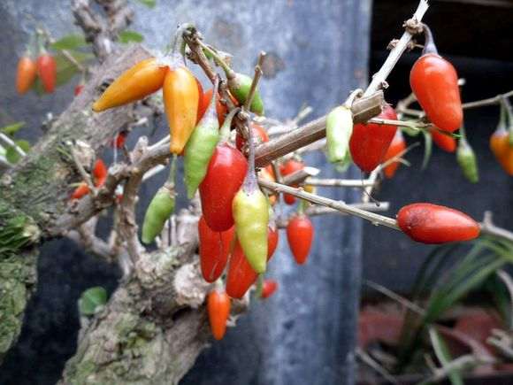 大家看看是不是野生的枸杞下山桩 图片