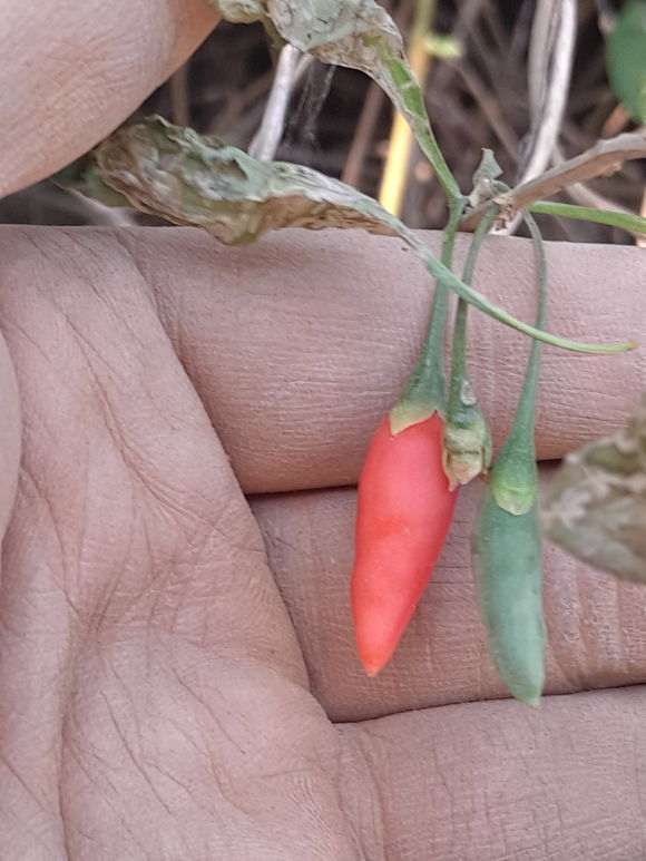 大家看看是不是野生的枸杞下山桩 图片