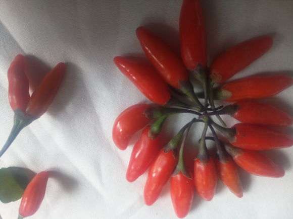 大家看看是不是野生的枸杞下山桩 图片