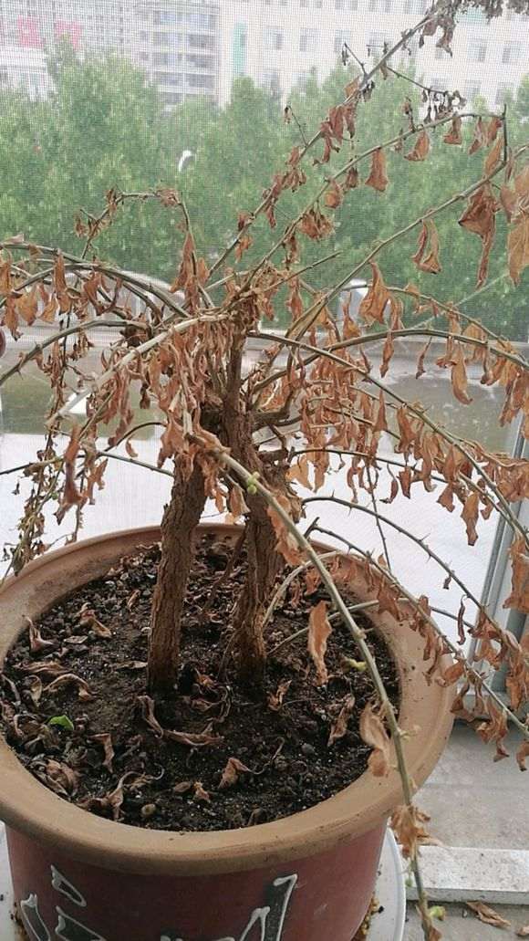 枸杞下山桩是要死了 还是夏眠 怎么办