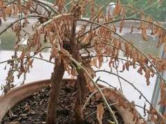 枸杞下山桩是要死了 还是夏眠 怎么办