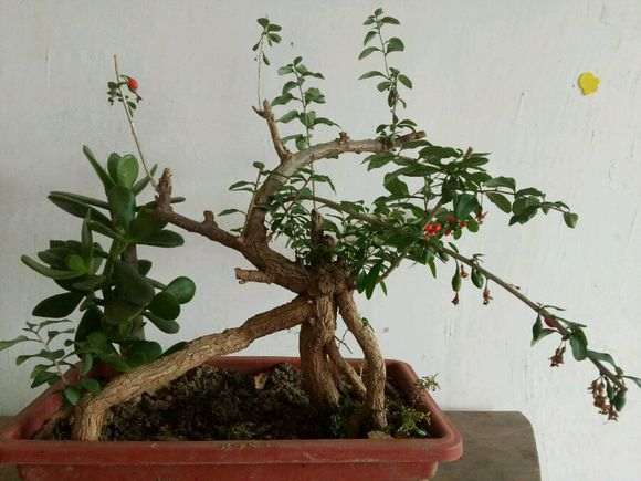 为什么野生枸杞下山桩都有刺 图片