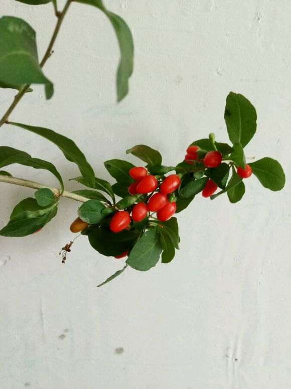 为什么野生枸杞下山桩都有刺 图片