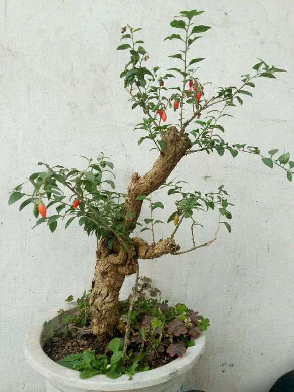 为什么野生枸杞下山桩都有刺 图片