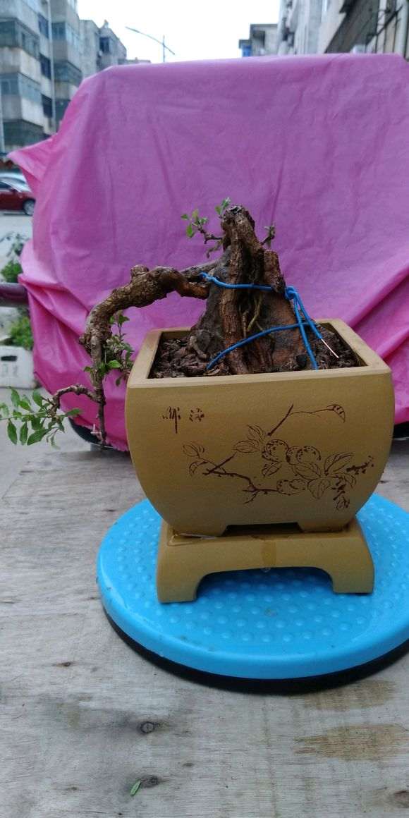 为什么枸杞下山桩下山桩会严重营养不良