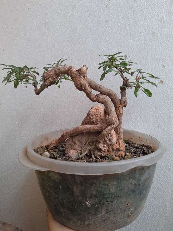 为什么枸杞下山桩下山桩会严重营养不良