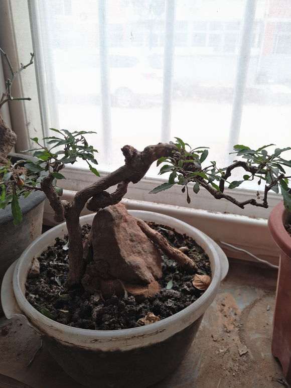 为什么枸杞下山桩下山桩会严重营养不良