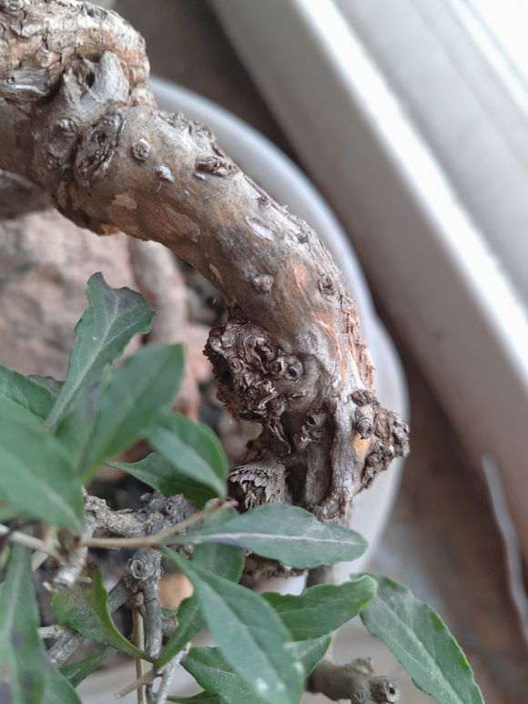 为什么枸杞下山桩下山桩会严重营养不良