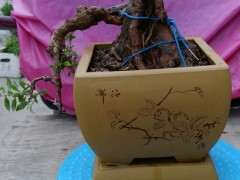 为什么枸杞下山桩会严重营养不良 图片