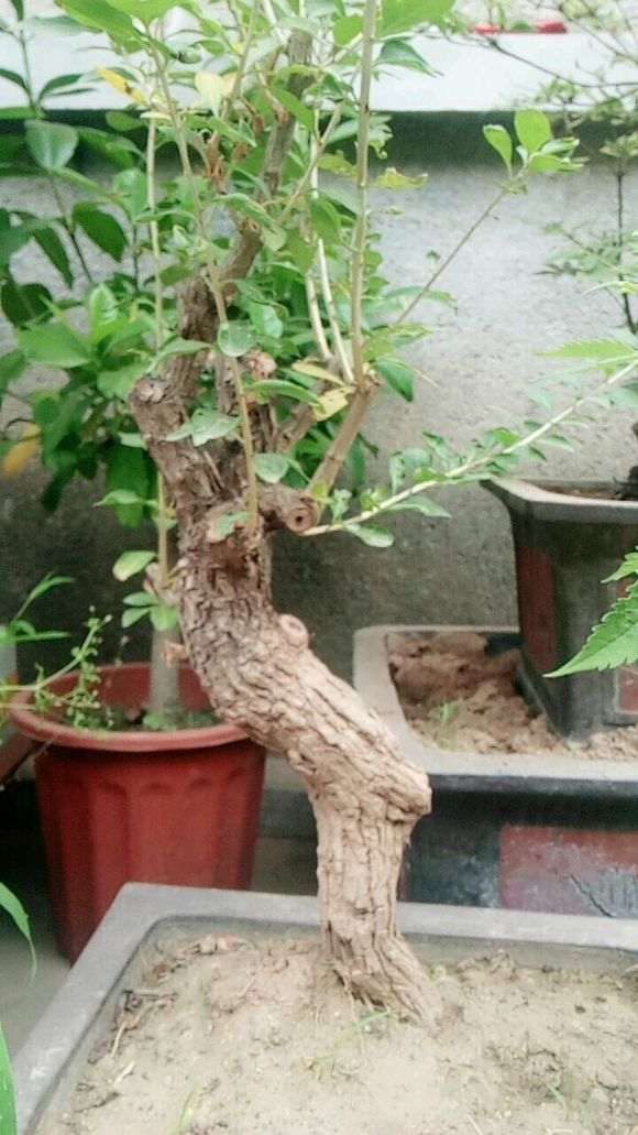 怎么知道枸杞下山桩到休眠期 图片