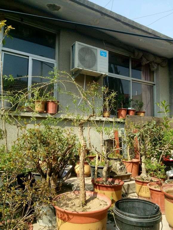 怎么知道枸杞下山桩到休眠期 图片