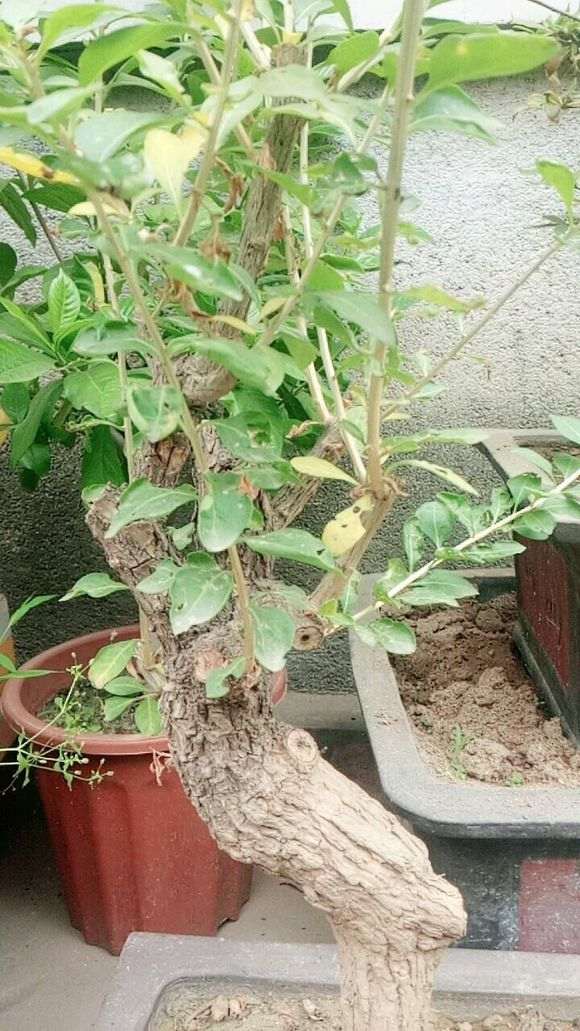 怎么知道枸杞下山桩到休眠期 图片