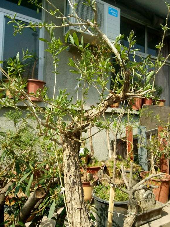 怎么知道枸杞下山桩到休眠期 图片